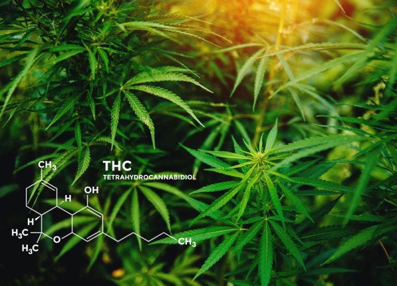 thc-e1735015918824