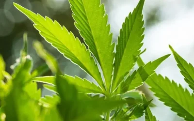Navigating the Best Dispensary Orange County CA for Quality Choices
