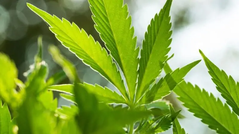 Navigating the Best Dispensary Orange County CA for Quality Choices